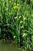 Water Flowers